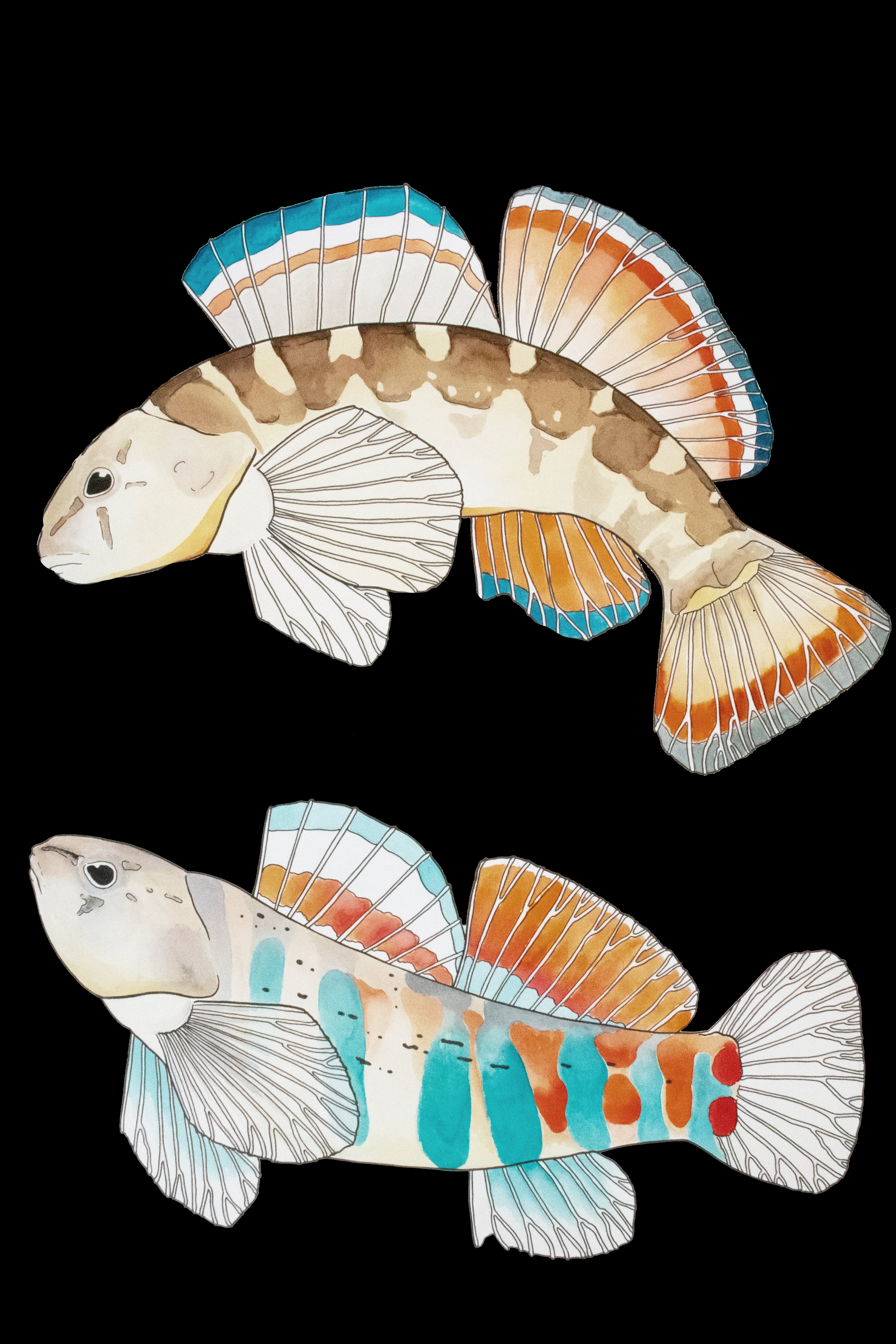 Scientific Illustration